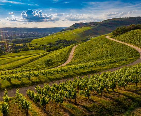 Route des vins Alsace